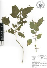 Rivina humilis image