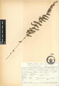 Woodsia mollis image