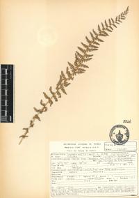 Woodsia mollis image