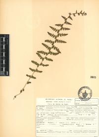 Woodsia mollis image