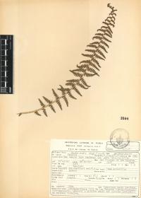 Woodsia mollis image