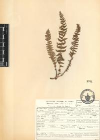 Woodsia mollis image