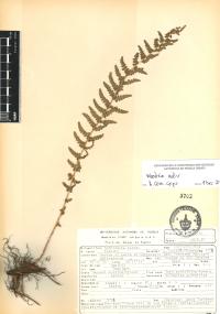 Woodsia mollis image