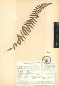 Woodsia mollis image