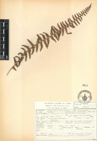 Woodsia mollis image