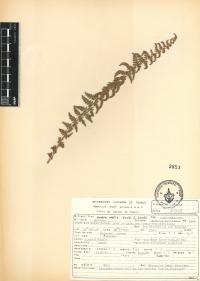 Woodsia mollis image