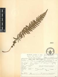 Woodsia mollis image
