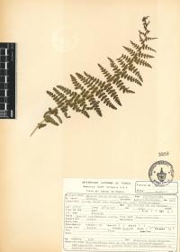 Woodsia mollis image