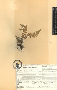 Woodsia mollis image