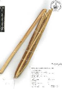 Typha domingensis image