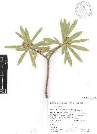 Bonellia macrocarpa image