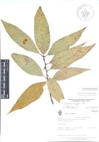 Quercus acutifolia image