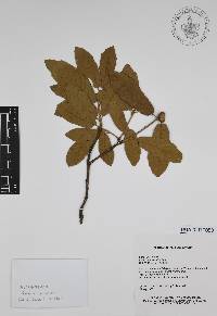 Quercus arizonica image