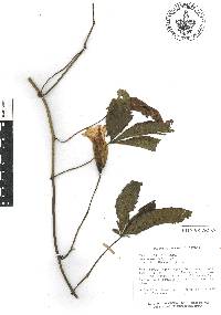 Merremia platyphylla image