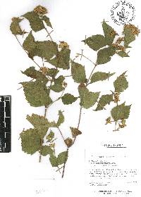 Calea ternifolia image