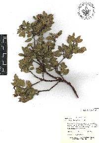 Arctostaphylos pungens image