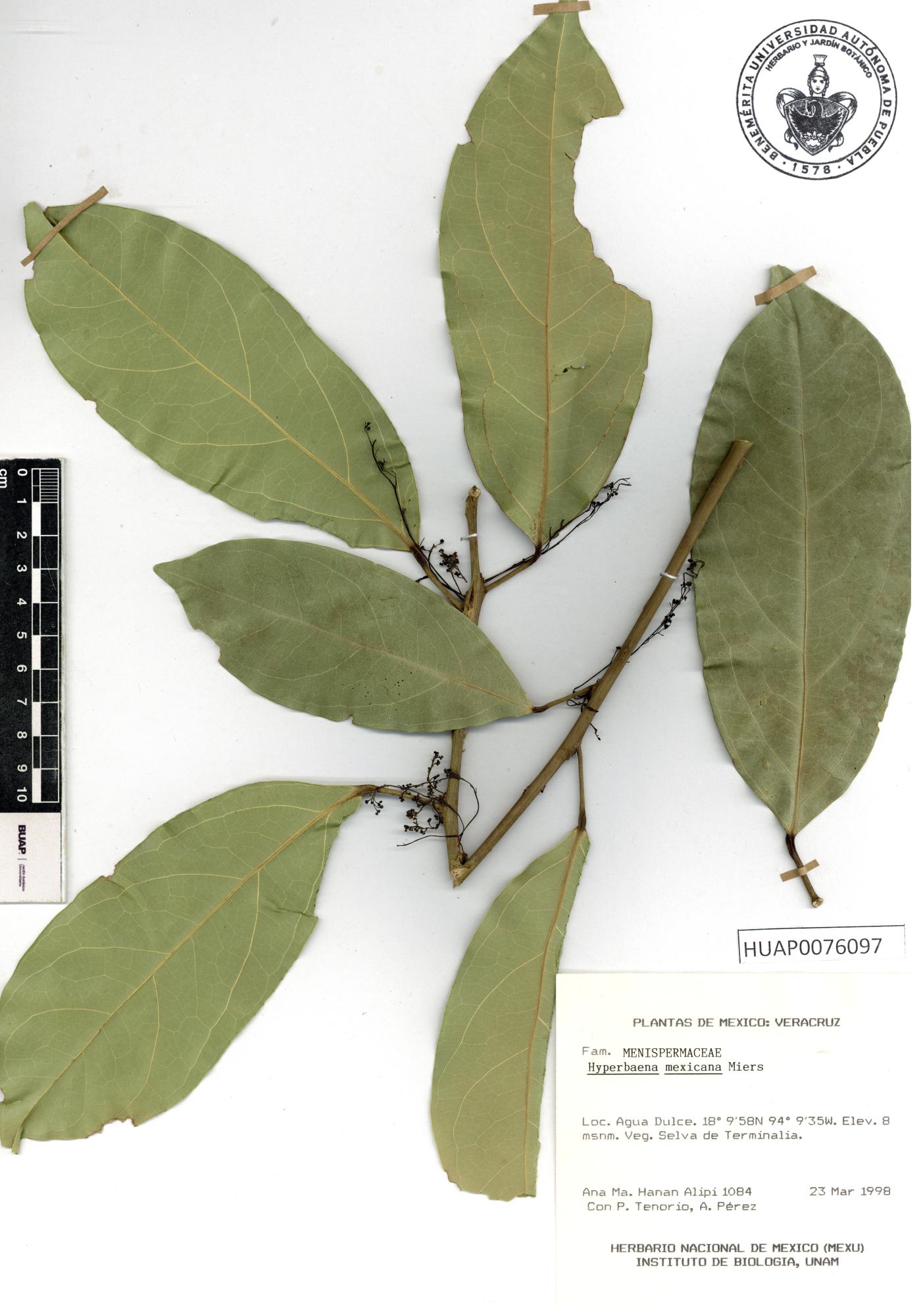 Hyperbaena mexicana image