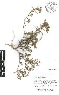 Stylosanthes viscosa image