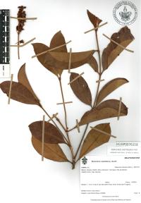 Byrsonima crassifolia image
