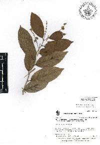 Homalium racemosum image