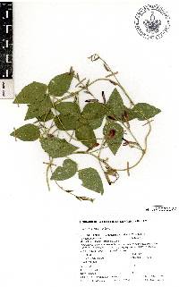 Cologania biloba image