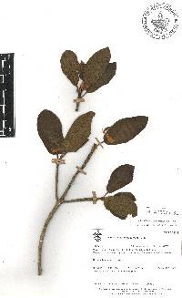 Ficus aurea image