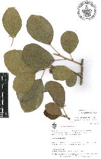 Ficus cotinifolia image