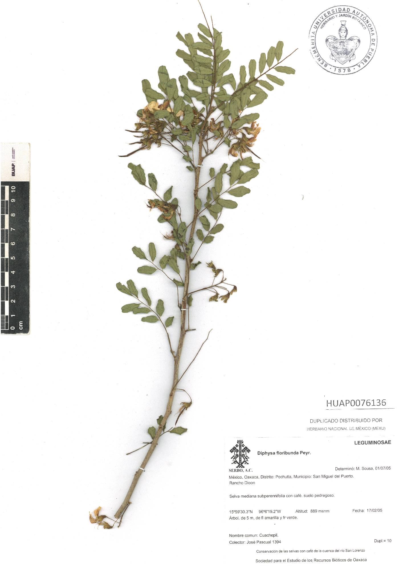 Diphysa floribunda image