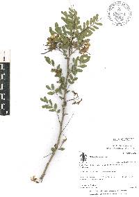 Diphysa floribunda image