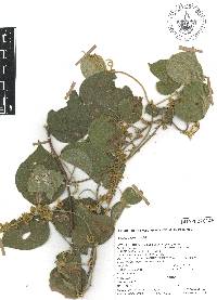 Galactia viridiflora image