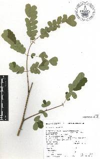 Caesalpinia pulcherrima image