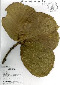 Quercus radiata image