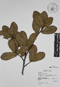 Quercus arizonica image