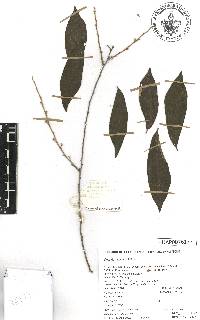 Diospyros acapulcensis image