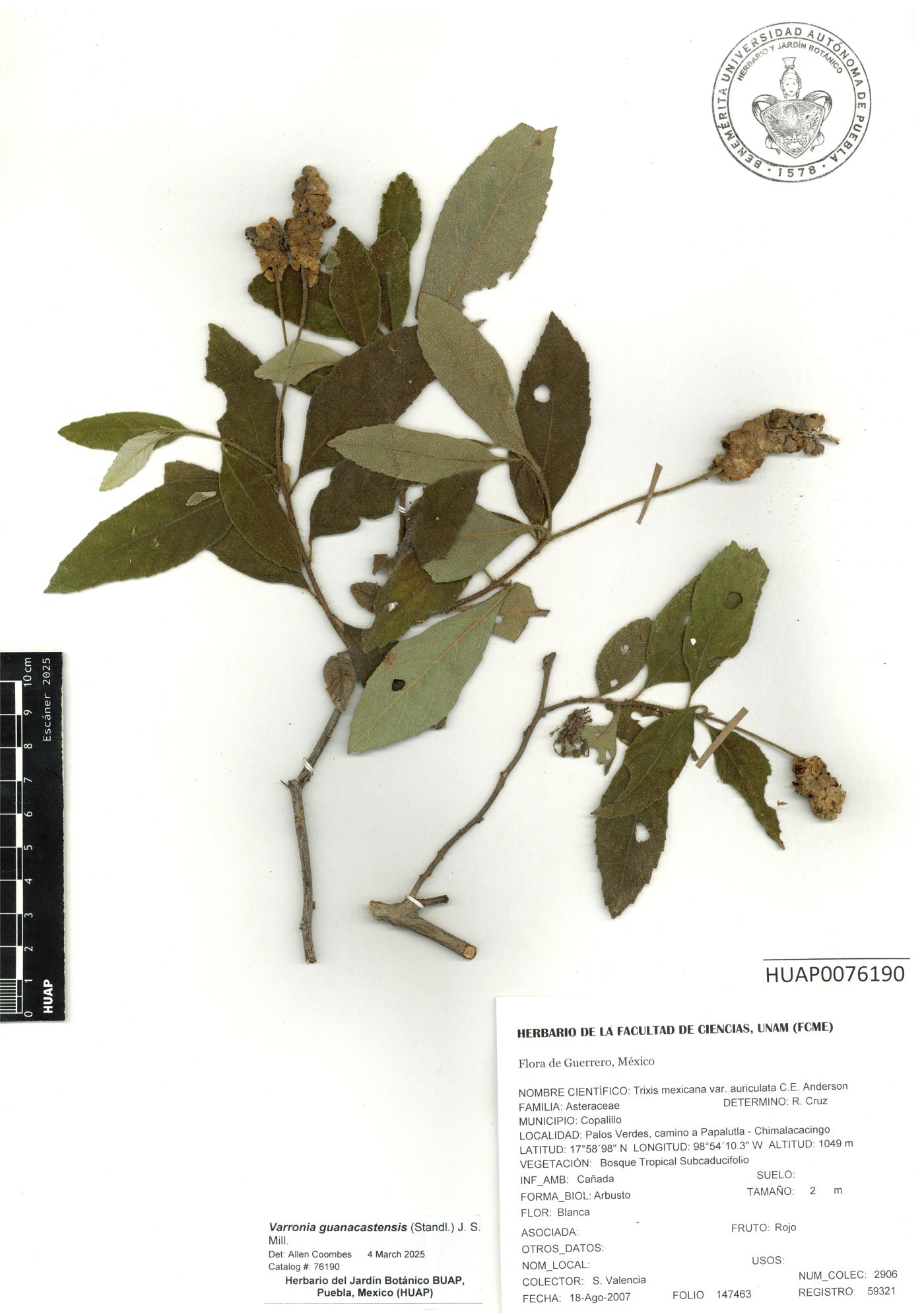Varronia guanacastensis image