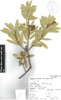 Bonellia macrocarpa image