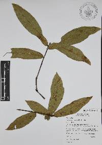 Quercus aristata image