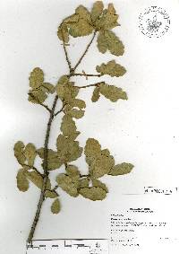 Quercus potosina image