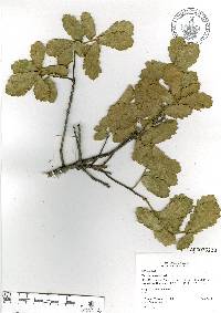 Quercus potosina image