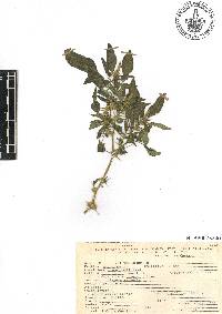 Amaranthus spinosus image