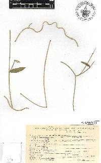 Funastrum clausum image