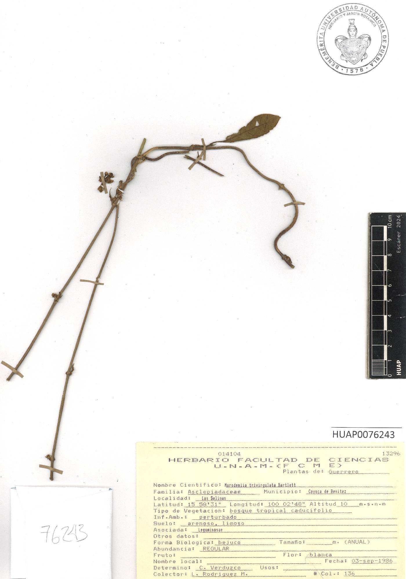 Ruehssia trivirgulata image