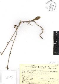 Media resource of Ruehssia trivirgulata