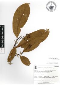 Media resource of Aiouea areolata