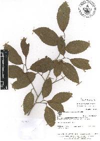 Homalium racemosum image