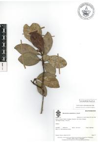 Byrsonima crassifolia image