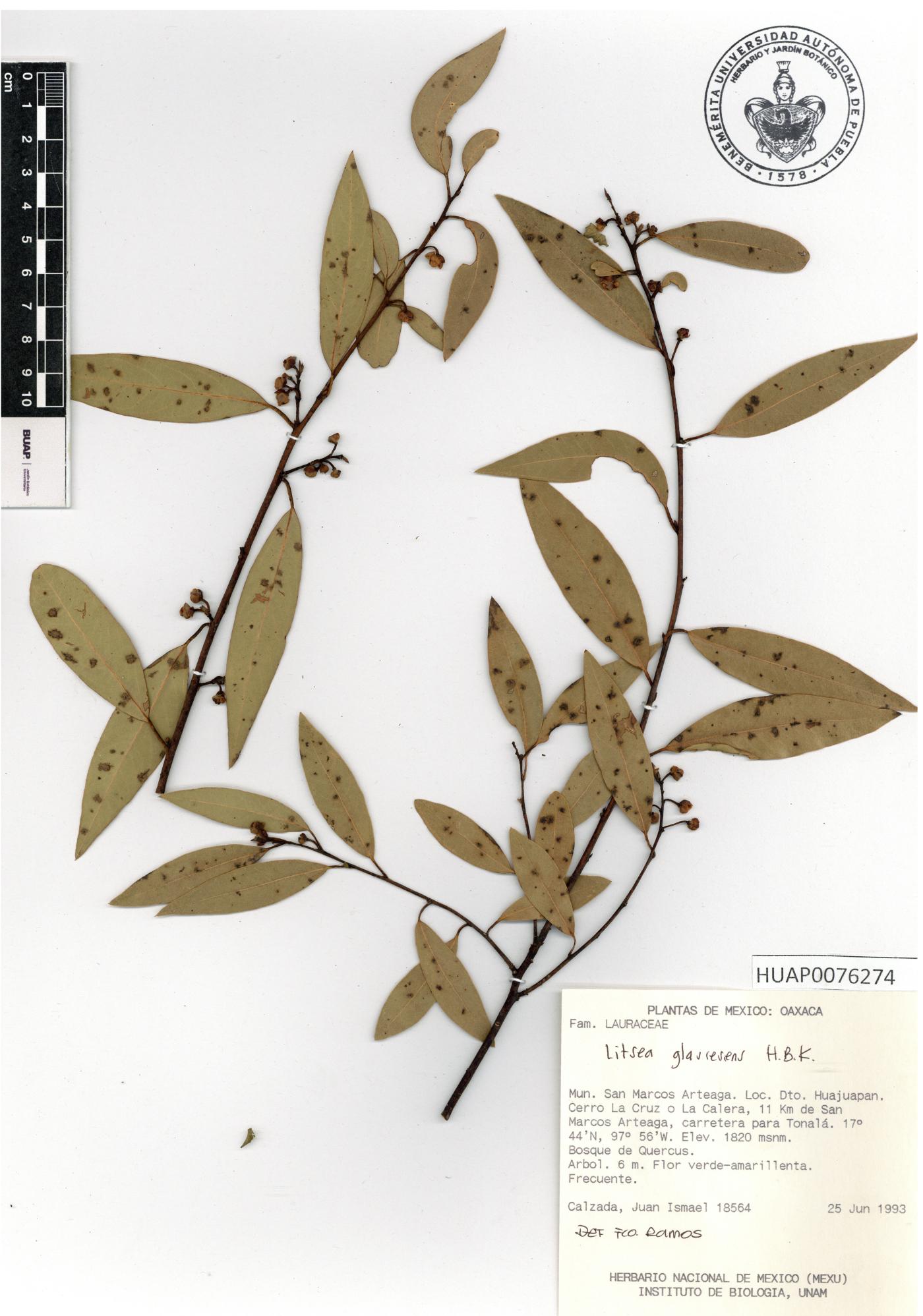 Litsea glaucescens image