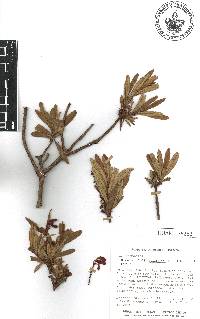 Comarostaphylis polifolia image