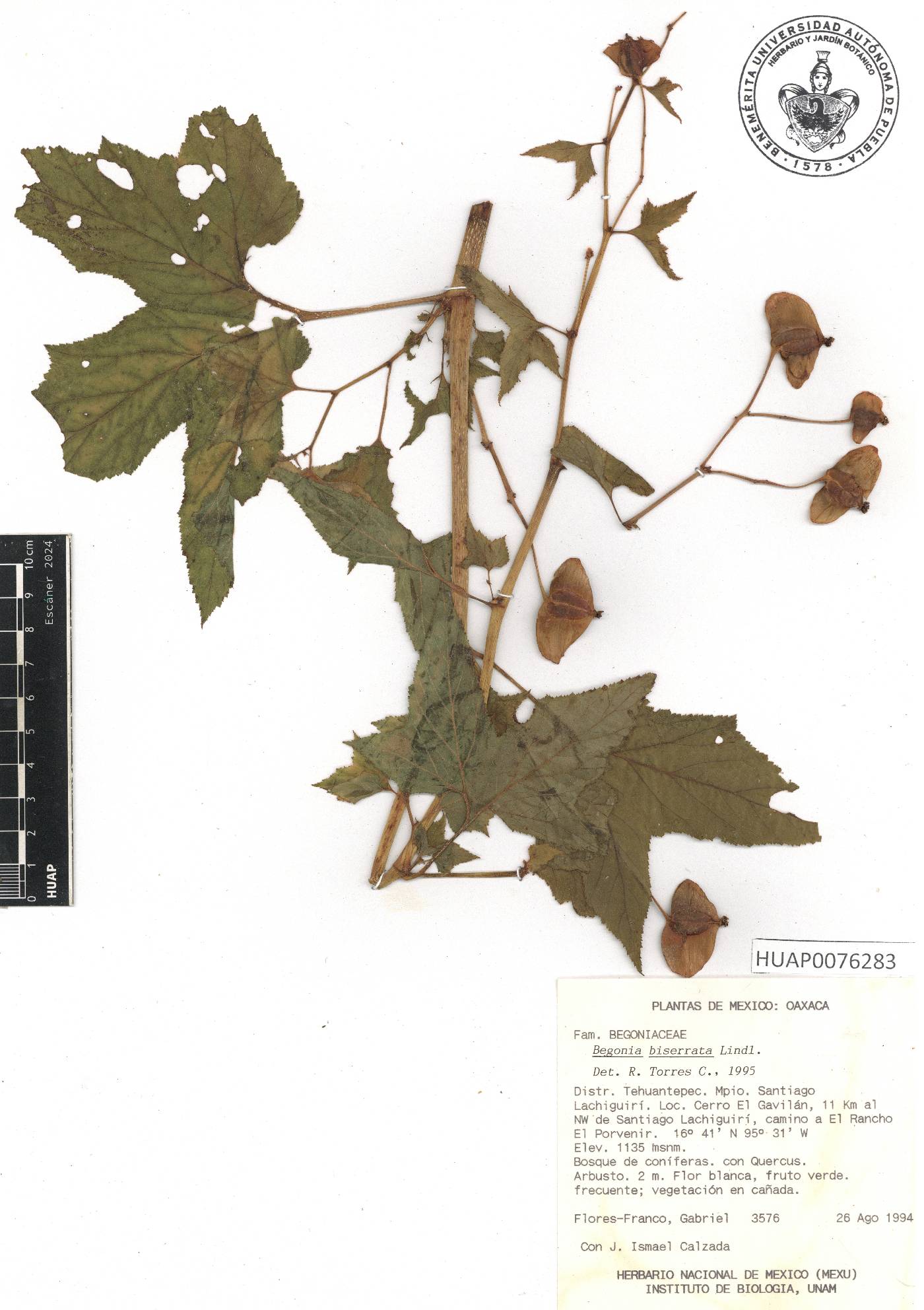 Begonia biserrata image