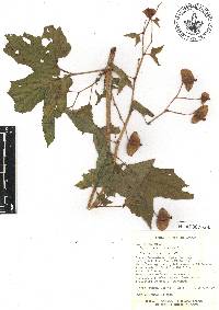 Begonia biserrata image